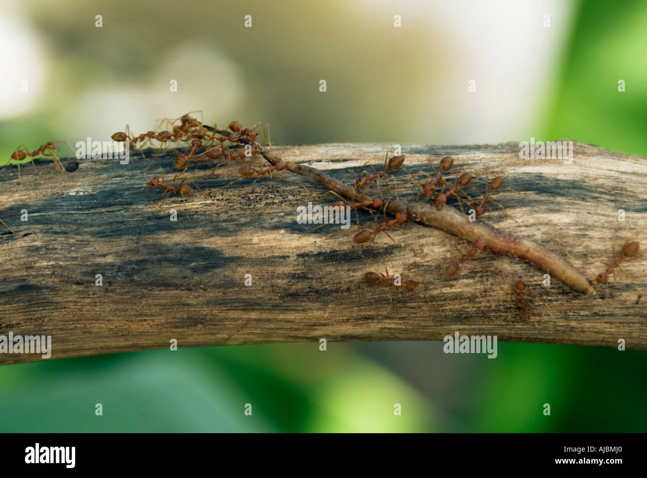 Le formiche che attacca un worm Cambogia Foto Stock
