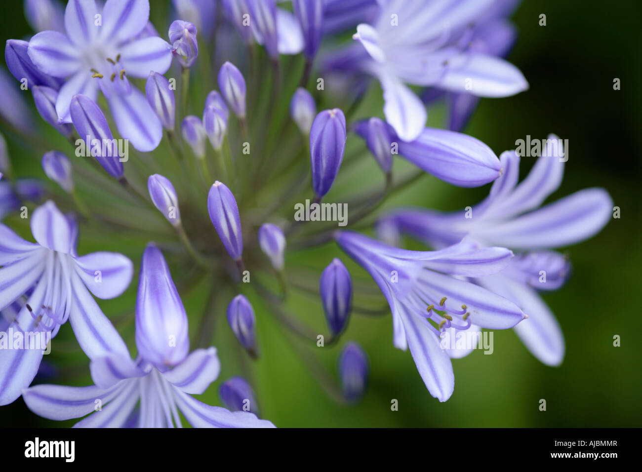 Close-up di fiori di un Agapanthus Flower (Agapanthus praecox) Foto Stock