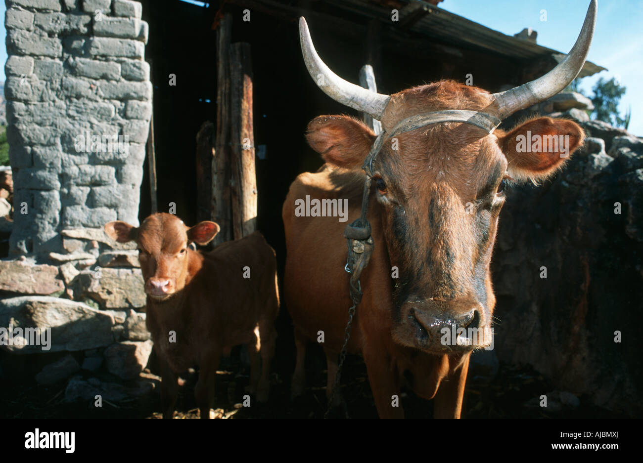 Nguni mucca e vitello in piedi di fronte a un capannone Foto Stock