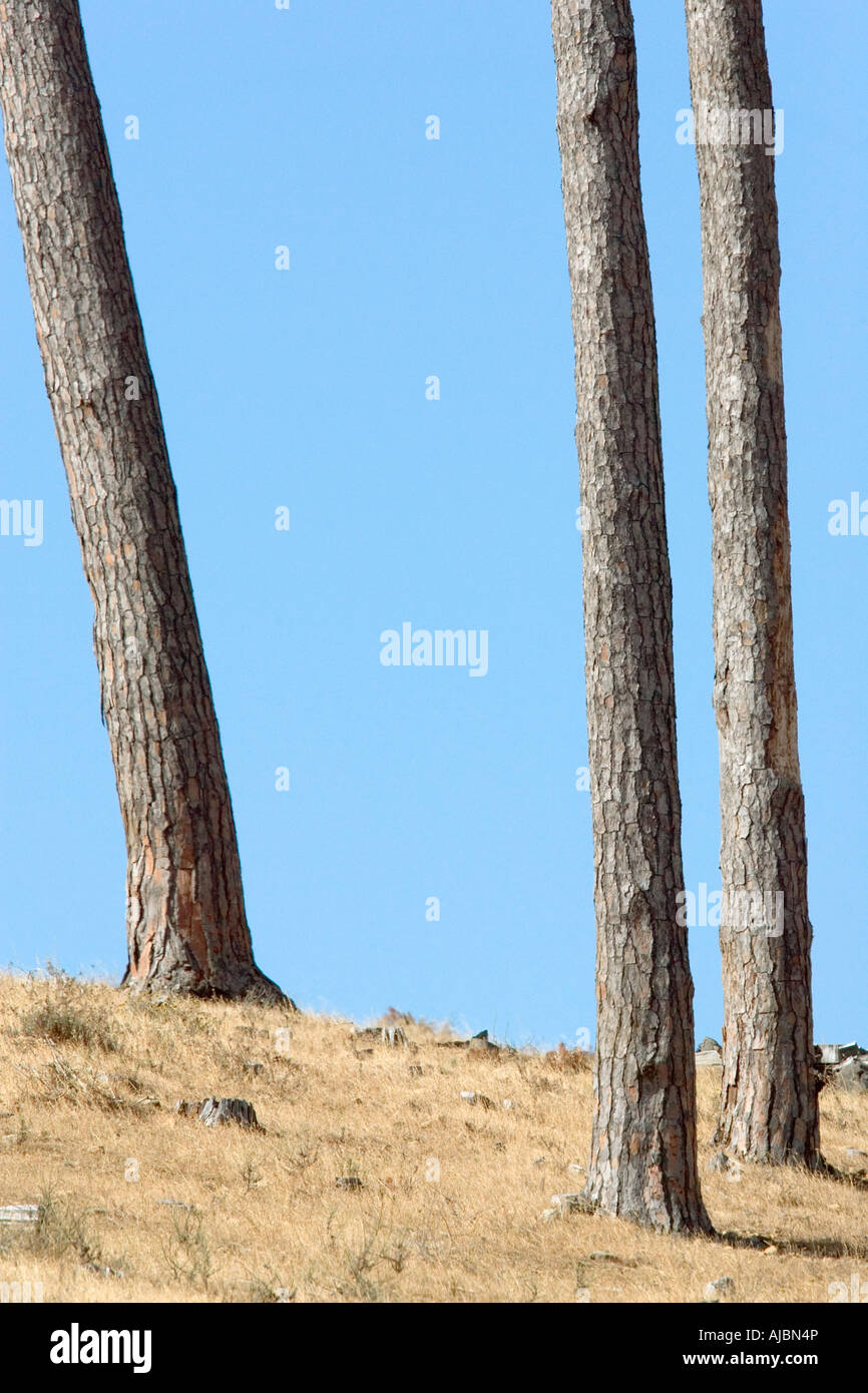 Alberi di pino sui pendii della Montagna della Tavola Foto Stock