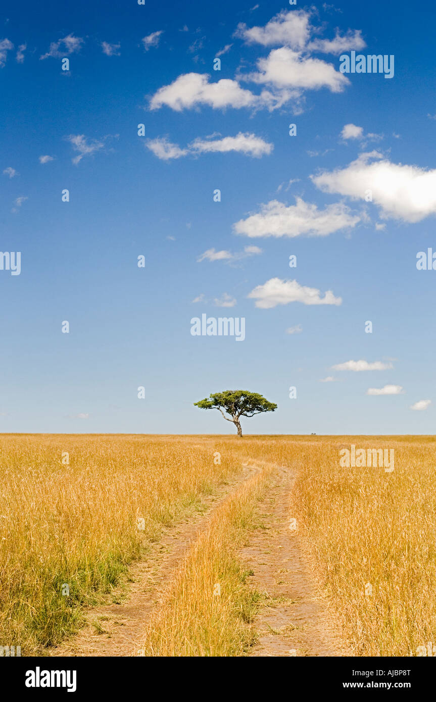 Lone Acacia e sporco della pista nel campo di erba gialla Foto Stock