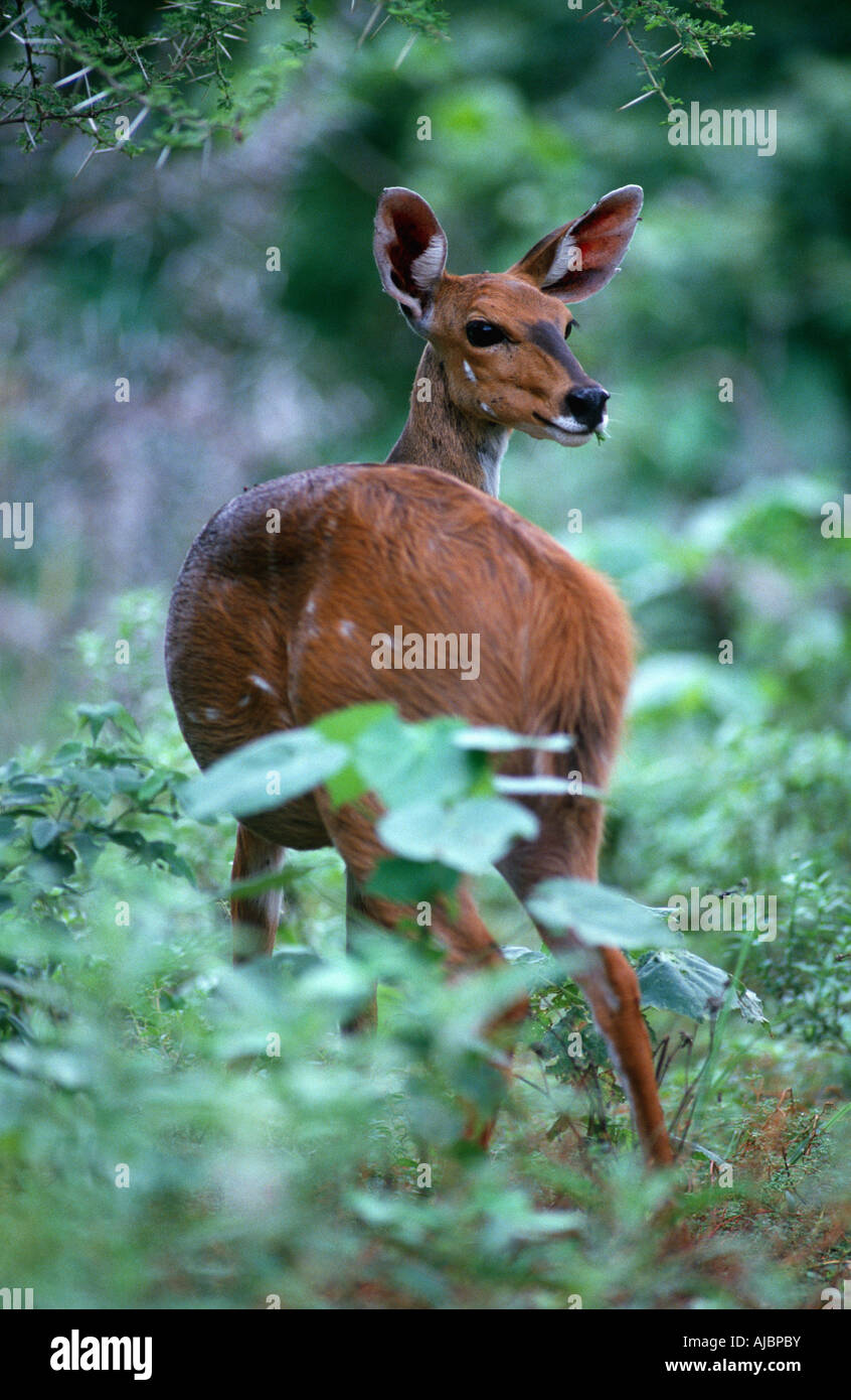 Ritratto di un Bushbuck (Tragelaphus Scriptus) Guardando indietro Foto Stock
