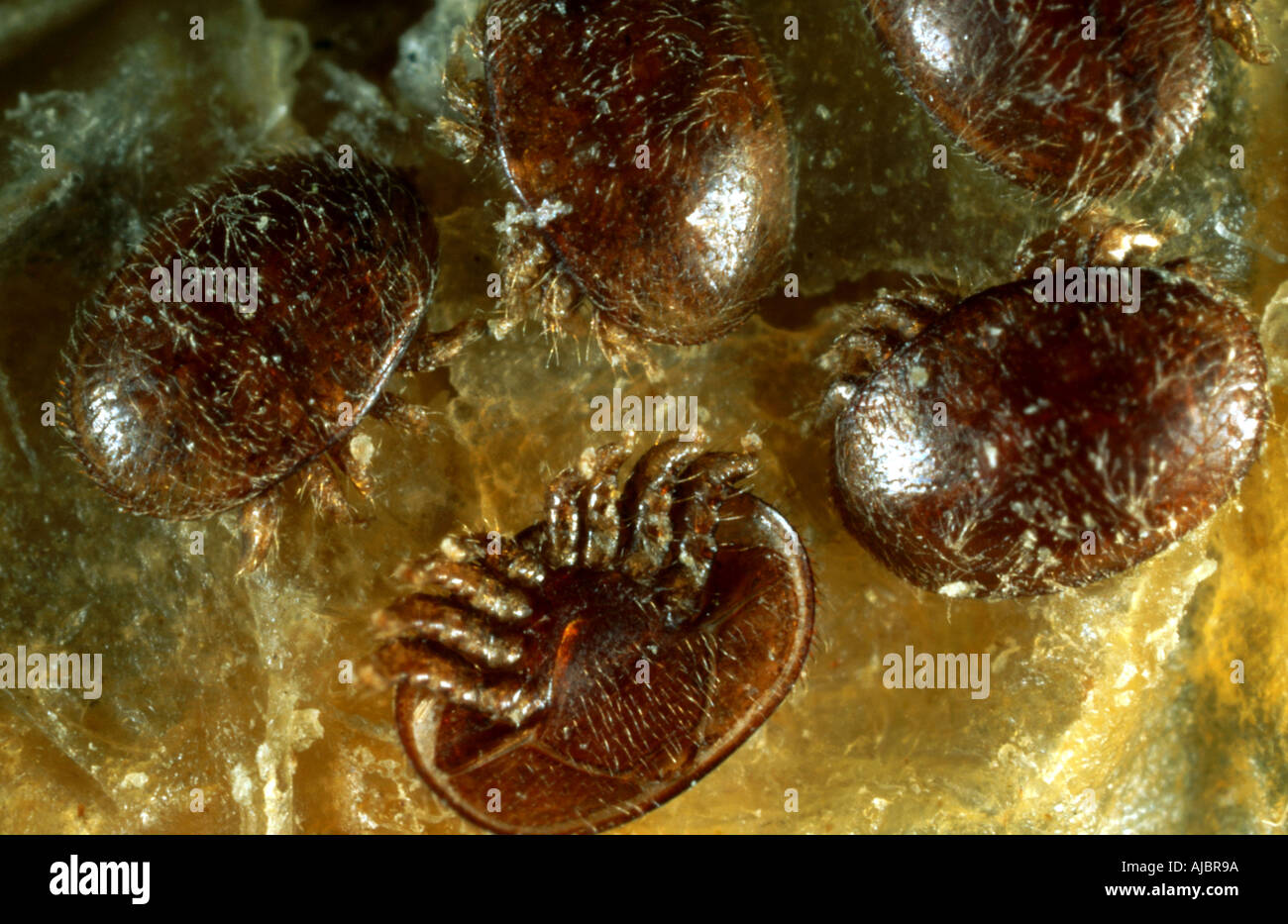 Acaro varroa (Varroa jacobsoni), cinque animali da sopra Foto Stock