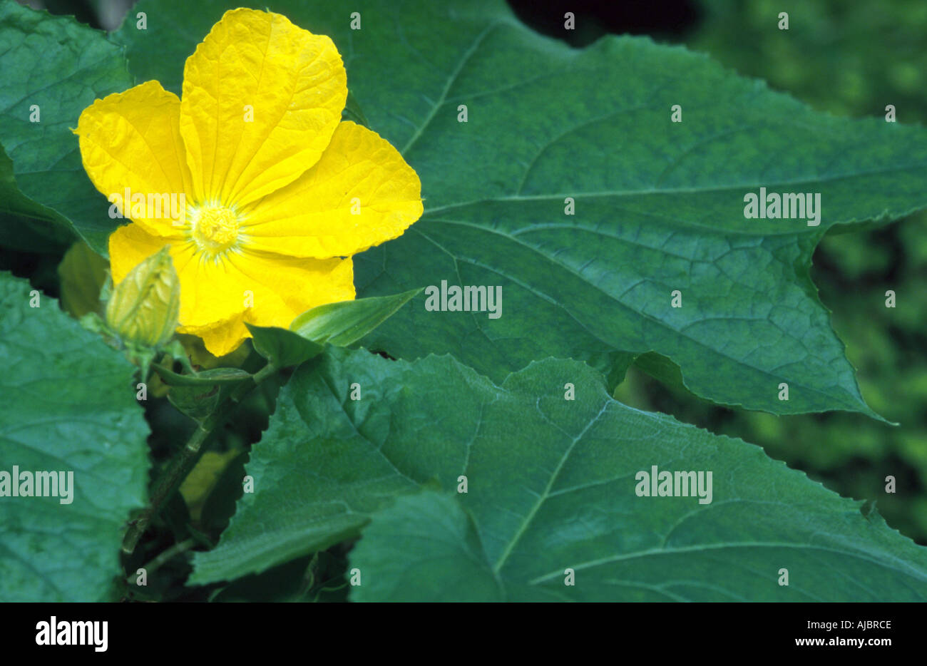 Cinese di melone invernale (Benincasa hispida), fioritura Foto Stock