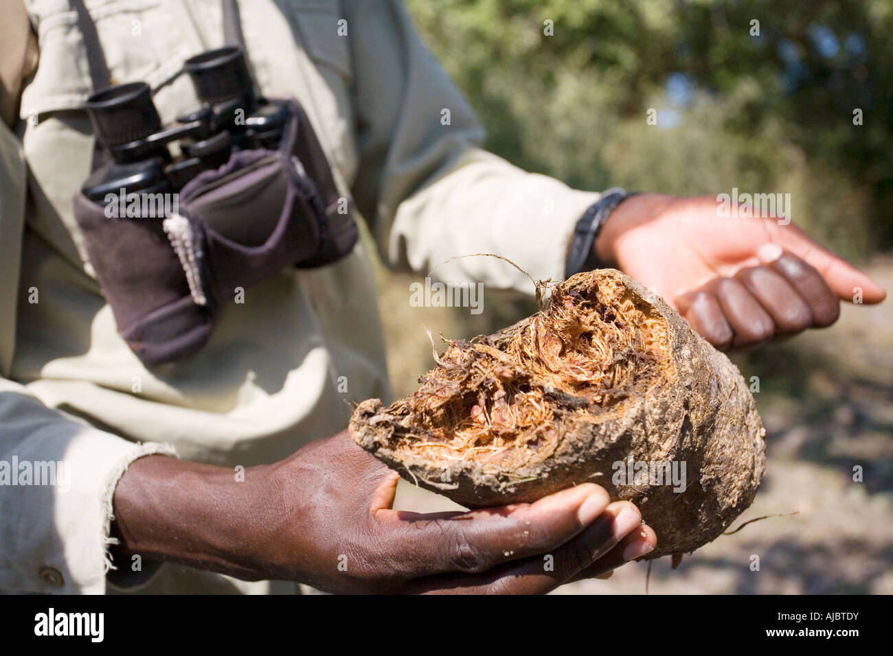 Ranger africani Holding sterco essiccato Foto Stock