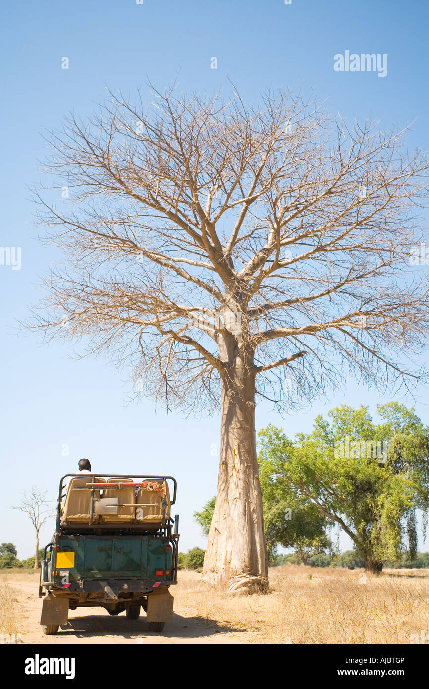 4X4 veicolo parcheggiato sotto una giovane Baobab Foto Stock