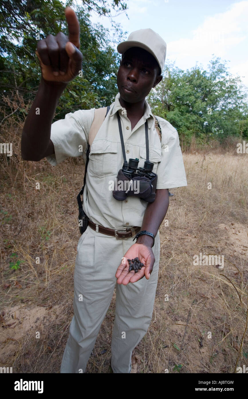 Ranger Holding Antelope Pollina Foto Stock