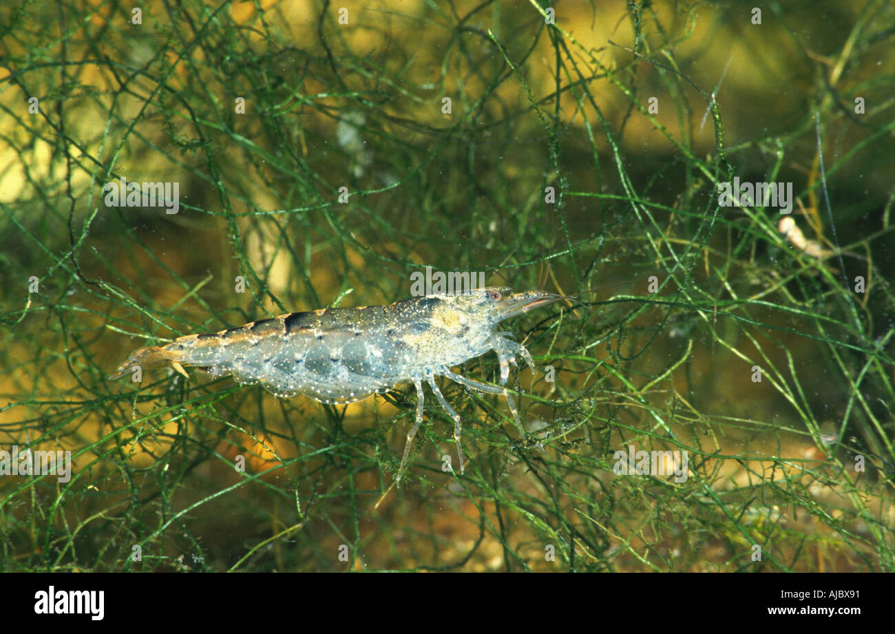 Gamberi di acqua dolce (Atyaephyra desmaresti), vista laterale, Croazia Foto Stock