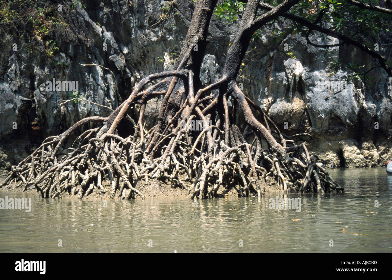 Mangrovia nera (germinans Avicennia), radici aeree, Thailandia Foto Stock