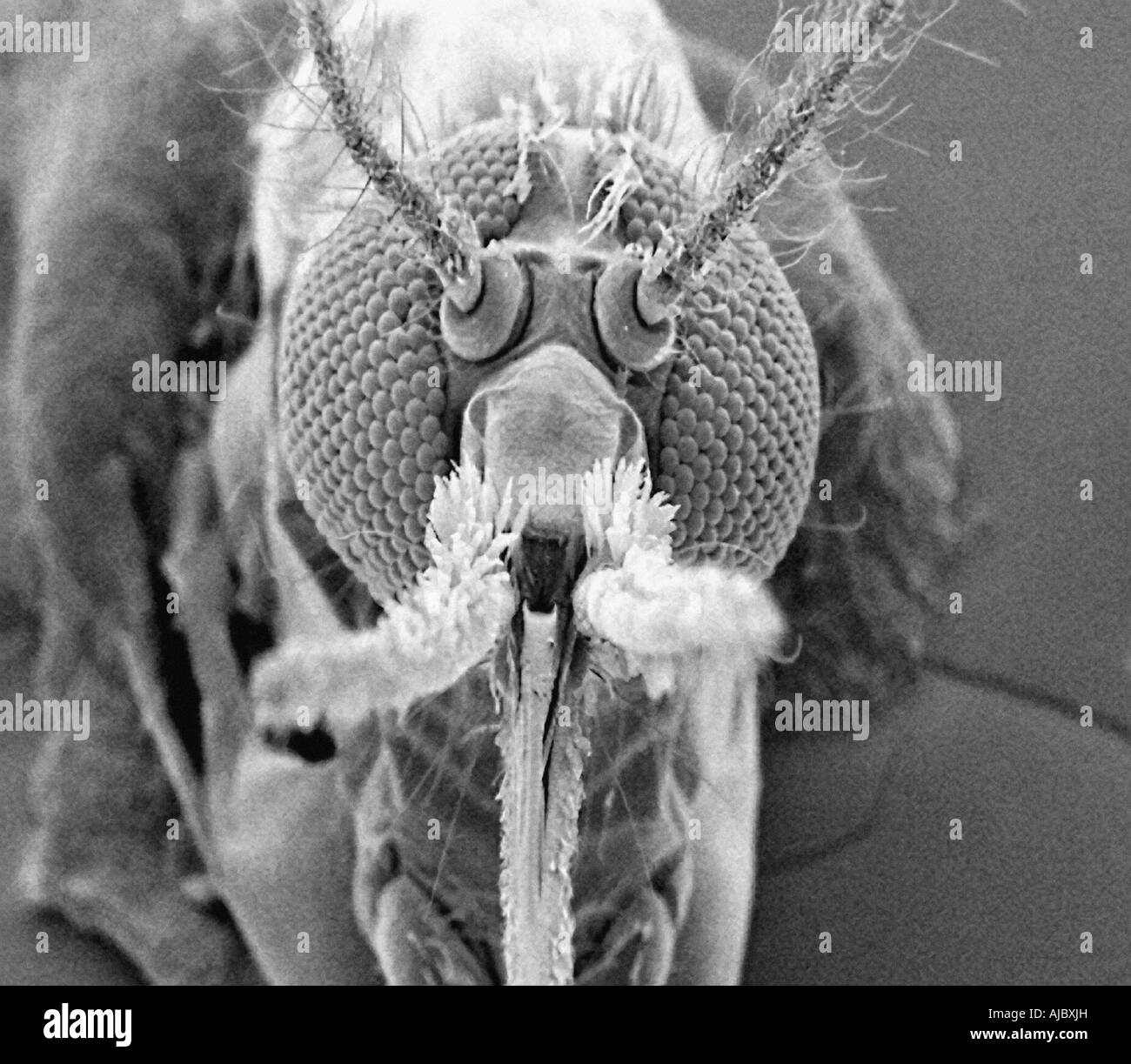 Mosquito vista frontale presa con il microscopio elettronico a scansione Foto Stock