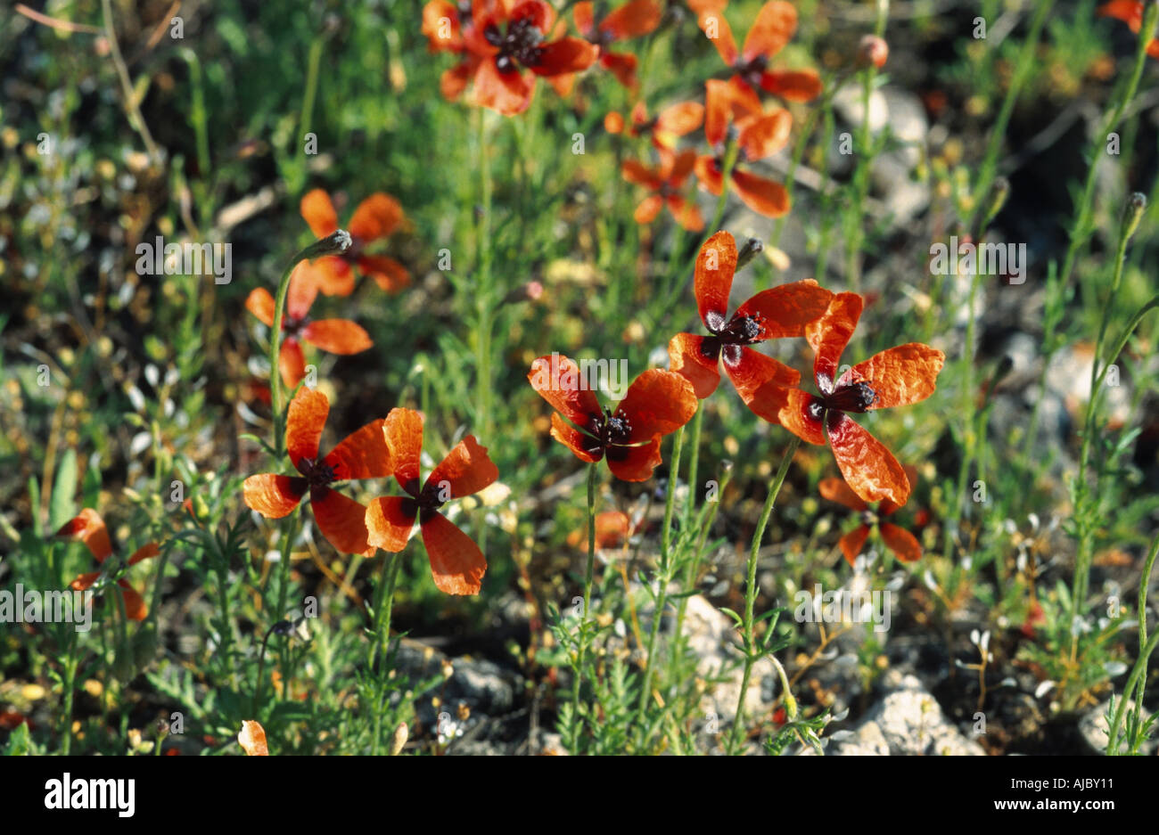 Pinnate papavero, fico d'india papavero (Papaver argemone), fioritura, in Germania, in Renania, Neuss Foto Stock