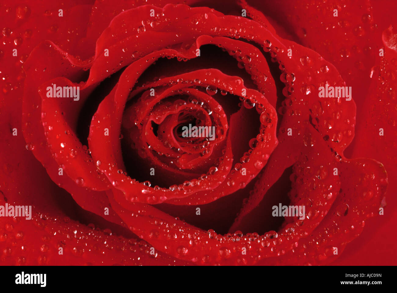 In primo piano di una rosa rossa coperto di rugiada Foto Stock
