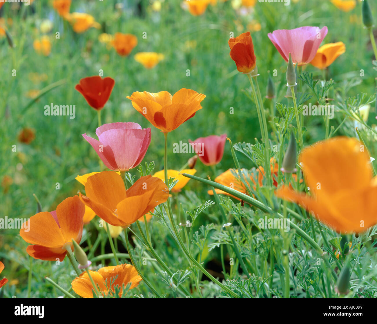 Campo di colorati di Papavero californiano fiori Foto Stock
