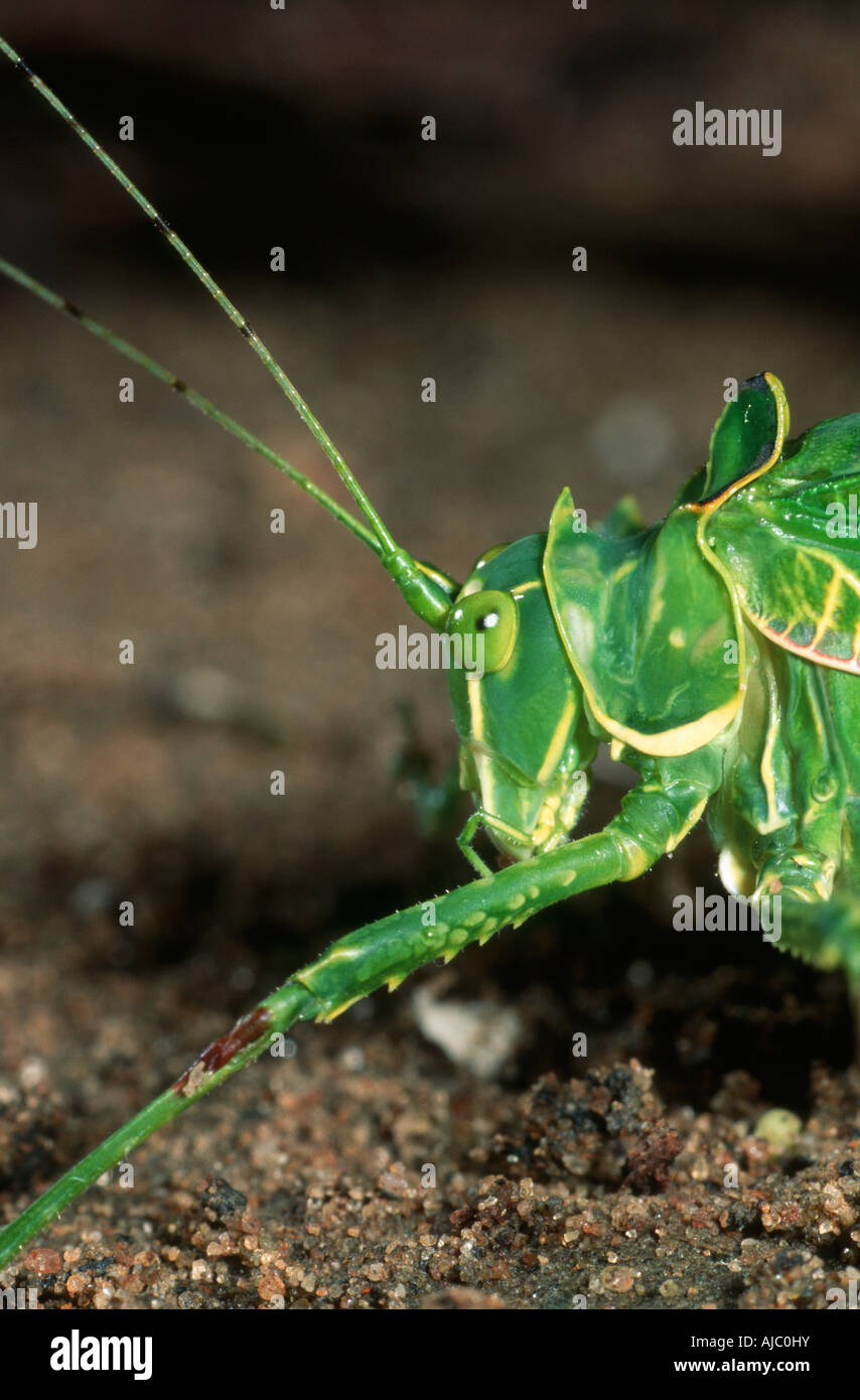 Close-up di un Shieldbacked Katydid (Chlorodectes loquax Rentz) Foto Stock