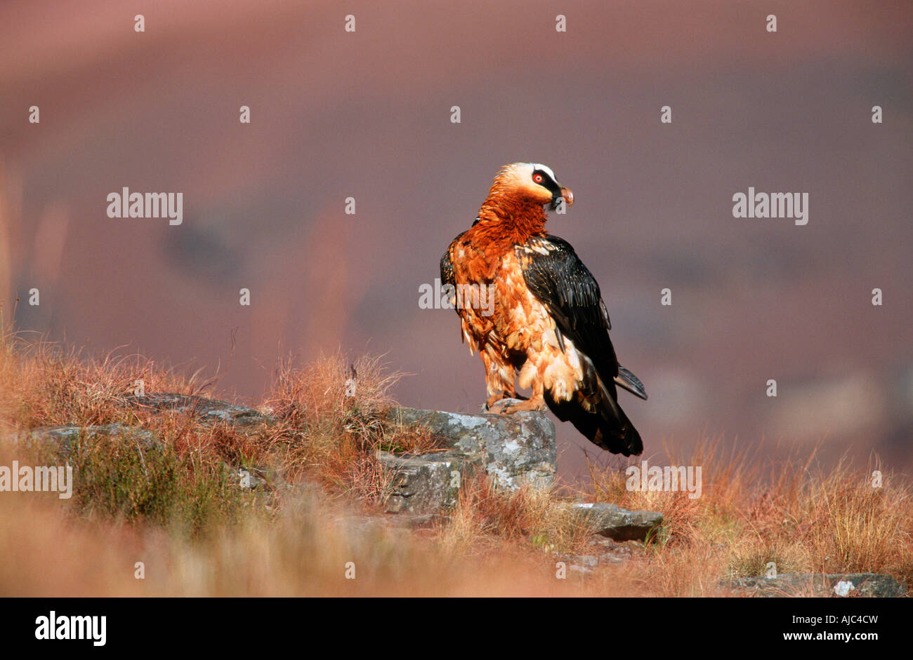 Vista di un Gipeto/Lammergeier (Gypaetus barbatus) arroccata su una roccia Foto Stock