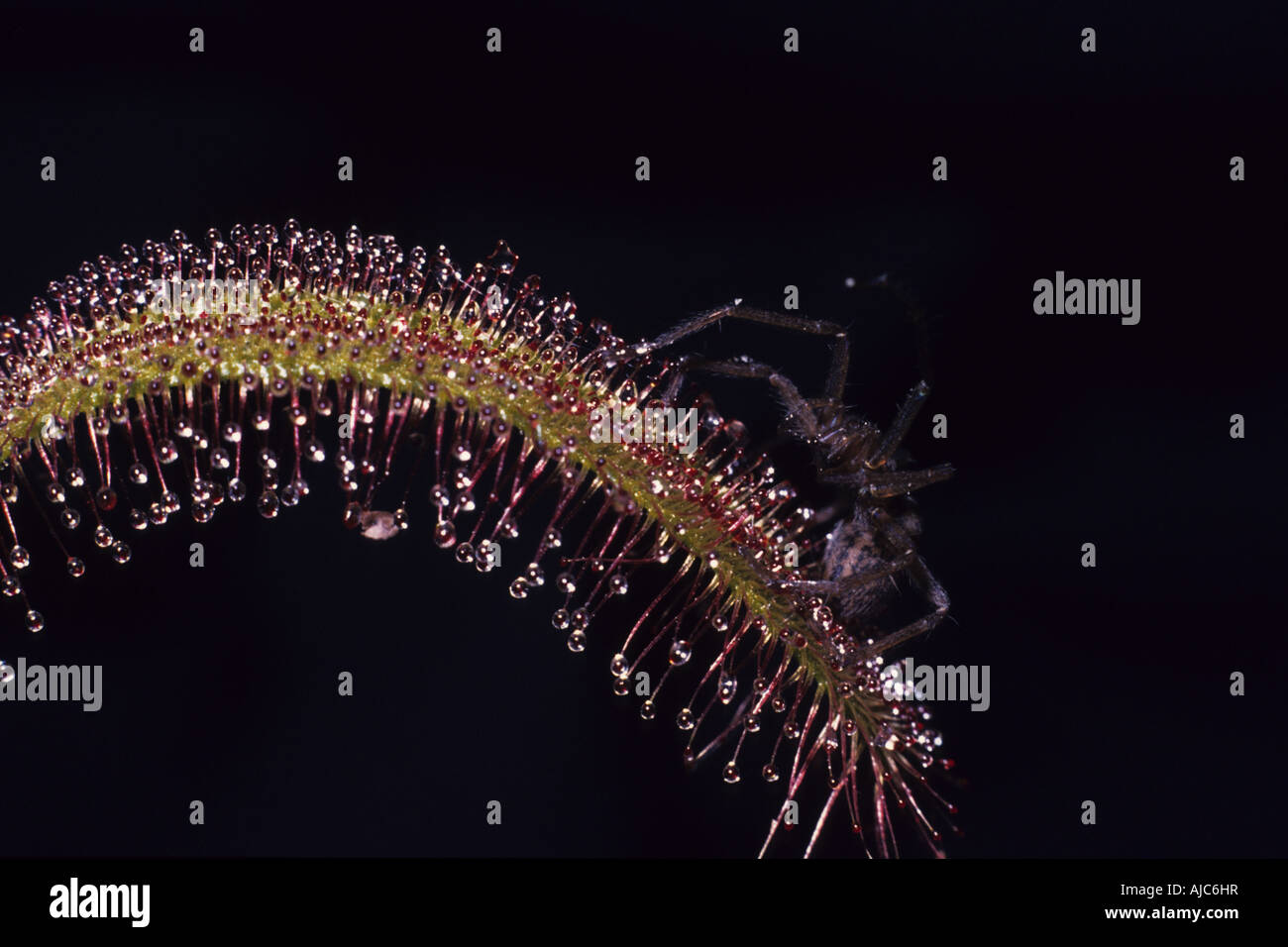 Cape sundew (Drosera capensis), foglia ghiandolare con catturato spider - Foto serie 1/3 Foto Stock