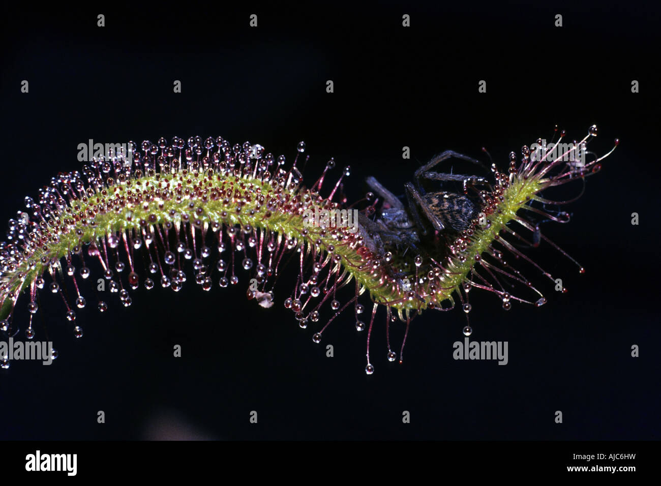 Cape sundew (Drosera capensis), foglia ghiandolare con catturato spider - Foto serie 2/3 Foto Stock