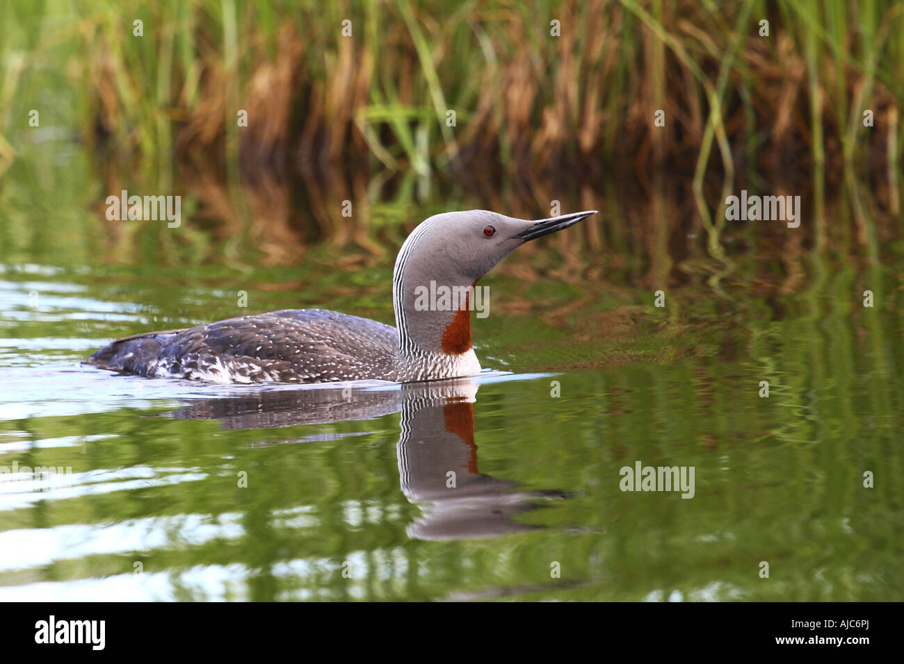 Rosso-throated diver (Gavia stellata), nuoto, Norvegia, Troms, Tromsoe Foto Stock