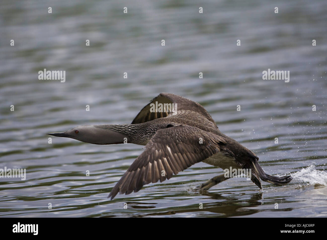 Rosso-throated diver (Gavia stellata), volare, Norvegia, Troms, Tromsoe Foto Stock