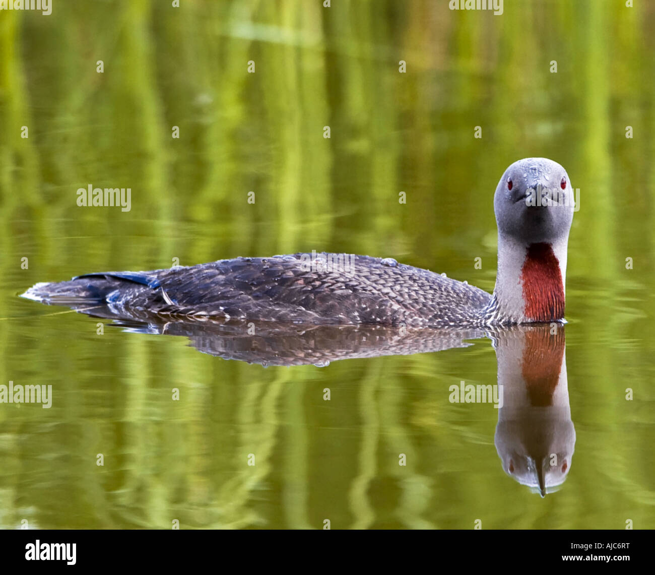 Rosso-throated diver (Gavia stellata), nuoto, Norvegia, Troms, Tromsoe Foto Stock