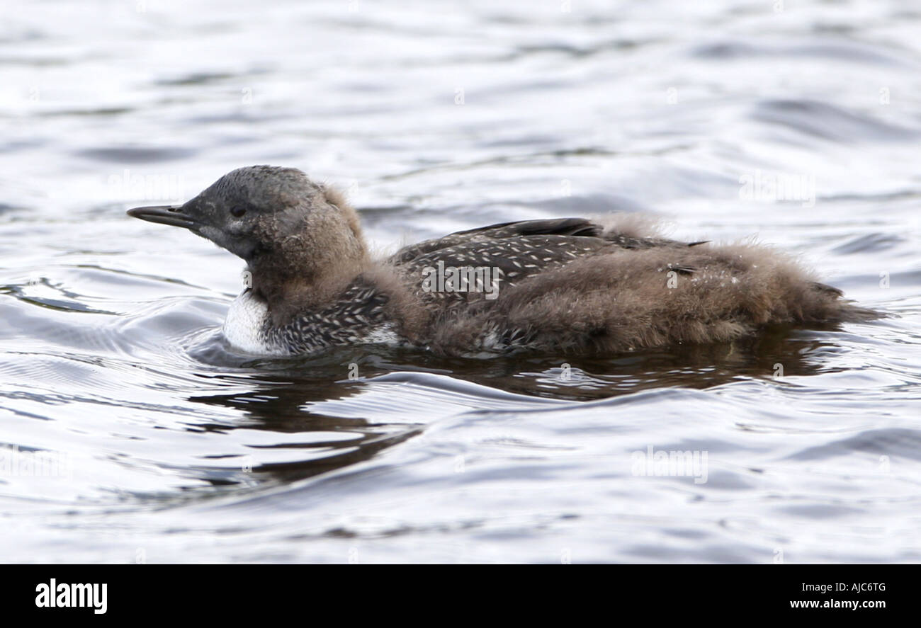 Rosso-throated diver (Gavia stellata), quattro settimane vecchio pulcino, Norvegia, Troms, Tromsoe Foto Stock