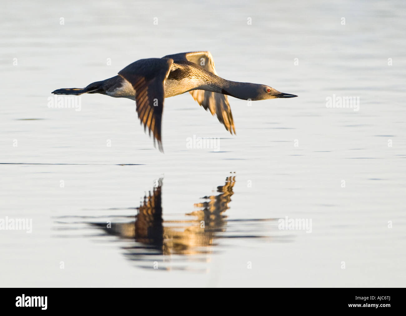 Rosso-throated diver (Gavia stellata), volo di sera, Norvegia, Troms, Tromsoe Foto Stock