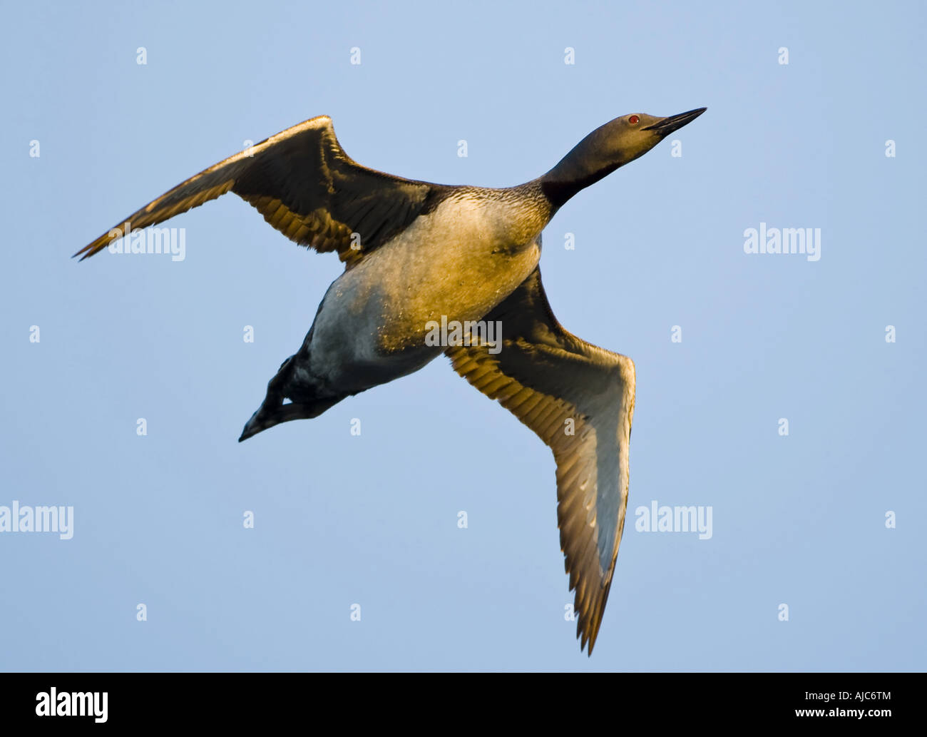 Rosso-throated diver (Gavia stellata), volo di sera, Norvegia, Troms, Tromsoe Foto Stock