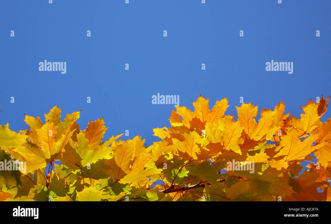 Norvegia (acero Acer platanoides), foglie di autunno contro il cielo blu Foto Stock