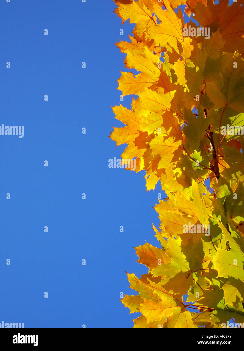 Norvegia (acero Acer platanoides), foglie di autunno contro il cielo blu Foto Stock