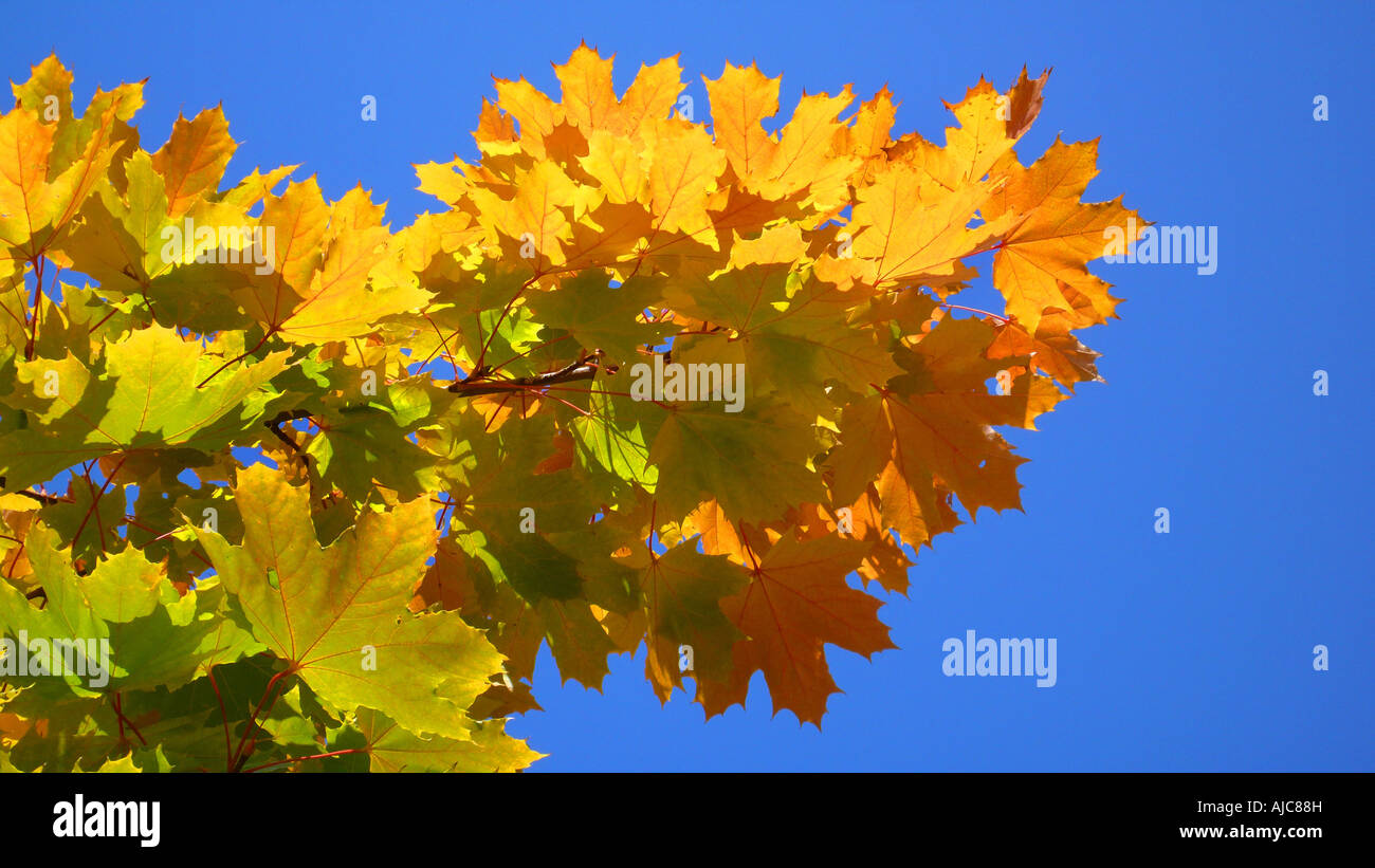 Norvegia (acero Acer platanoides), foglie di autunno contro il cielo blu Foto Stock