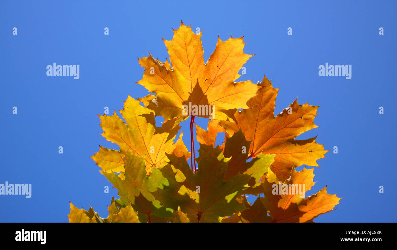 Norvegia (acero Acer platanoides), foglie di autunno contro il cielo blu Foto Stock