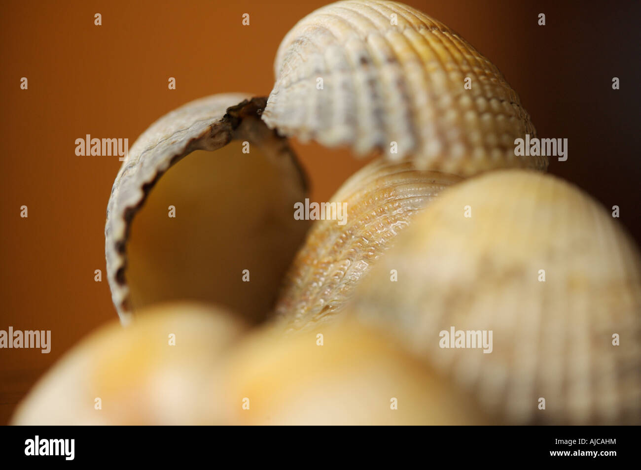 Conchiglie di mare con una profondità di campo ridotta Foto Stock