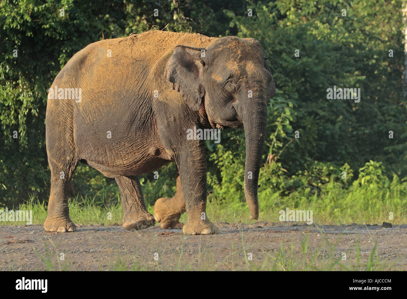 Elefante Bornean Elephas maximus borneensis fiume Kinabatangan Sabah Borneo Foto Stock