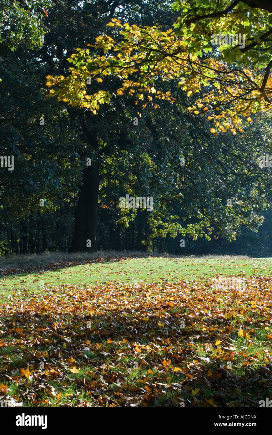 Roundhay Park, Leeds, in autunno Foto Stock
