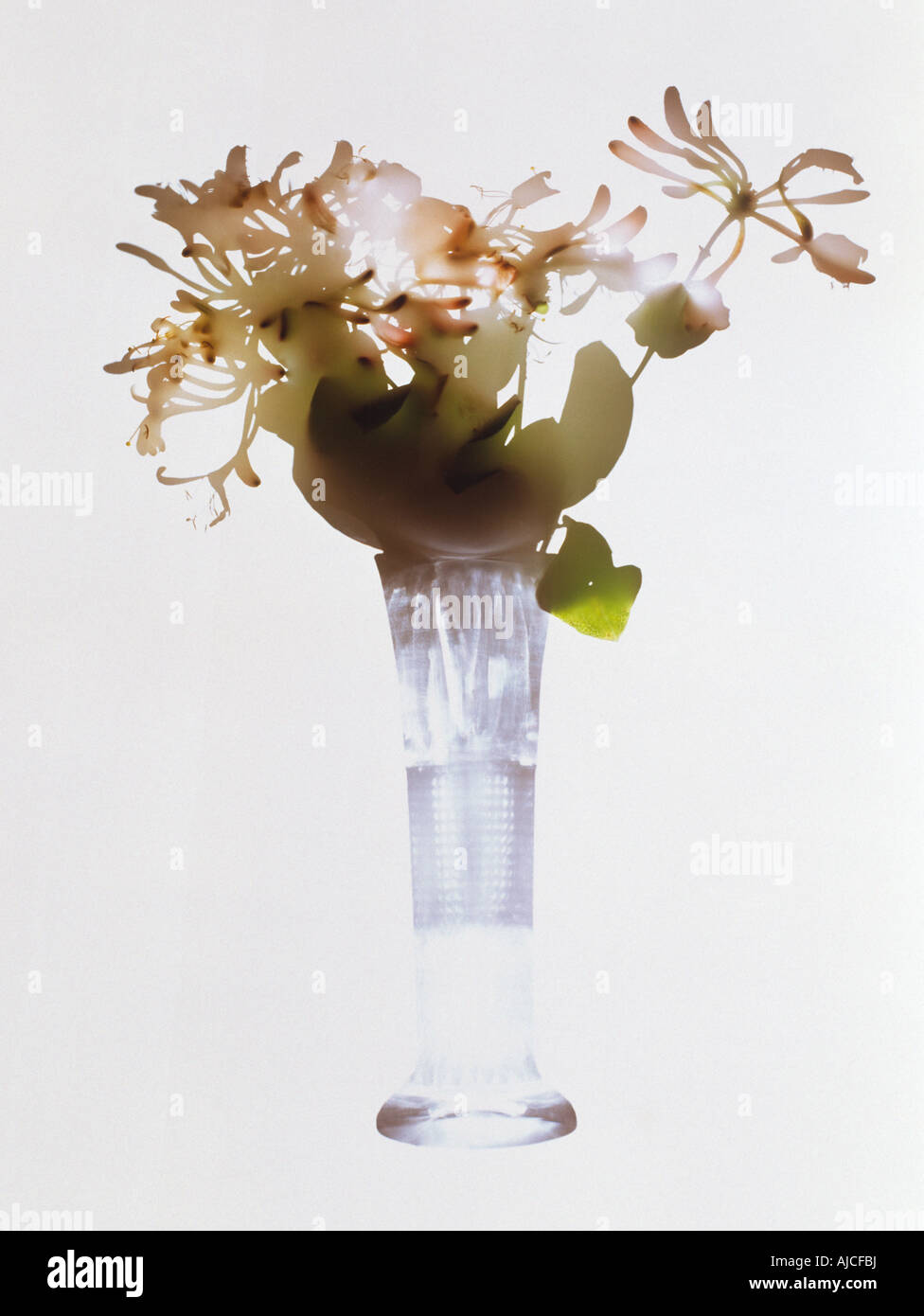 Fotogramma di Caprifoglio in vaso Foto Stock