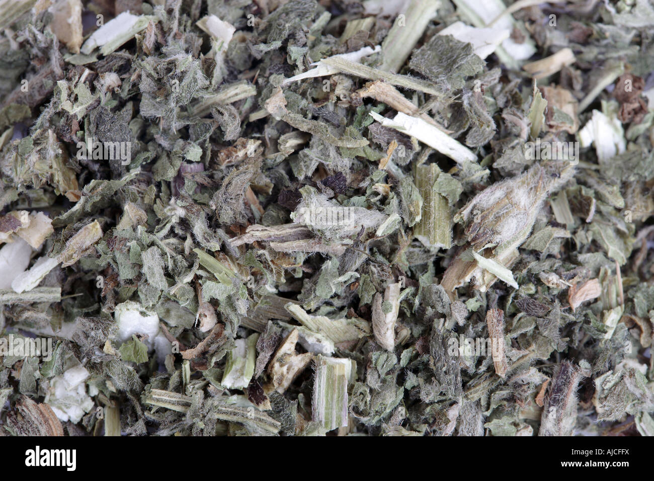 Motherwort - Leonurus cardiaca Foto Stock