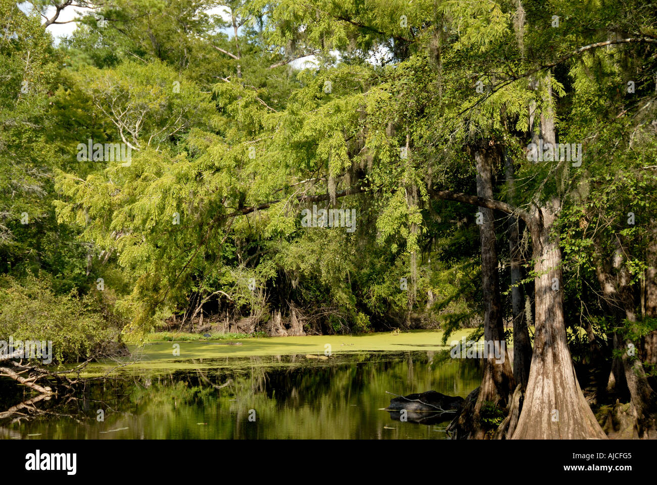 Florida Santa Fe River Foto Stock