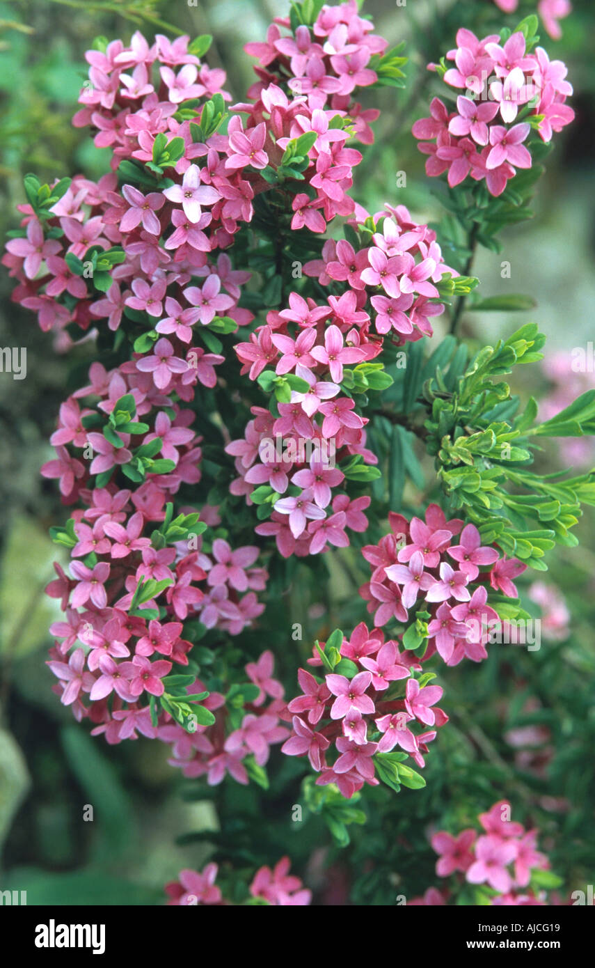 Garland flower (Daphne cneorum), fioritura Foto Stock