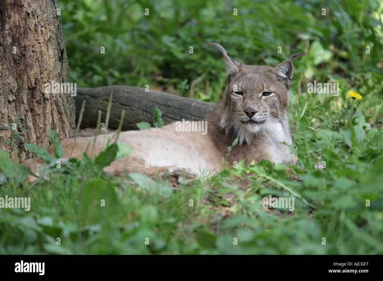 Lince europea - Lynx lynx Foto Stock
