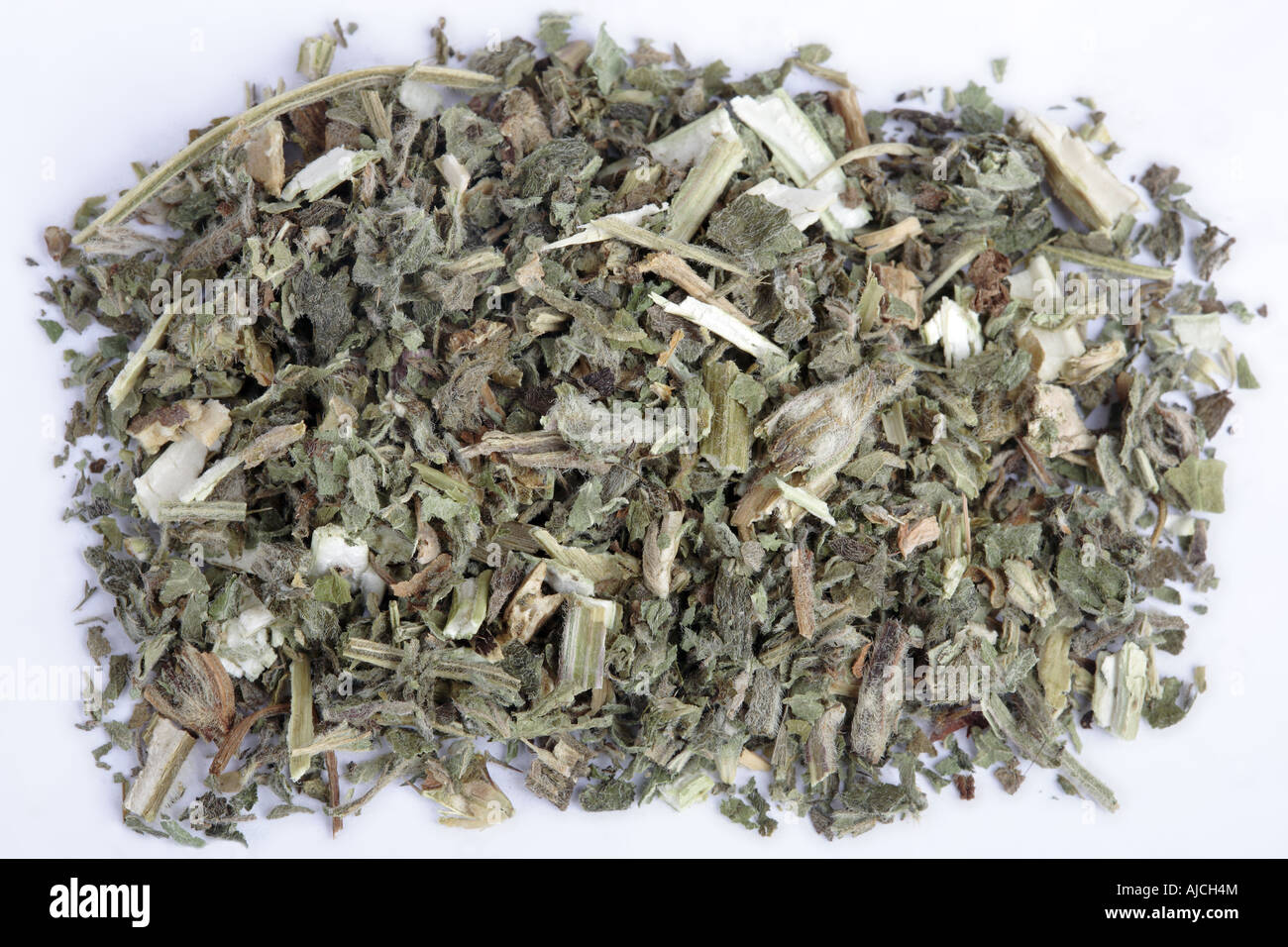 Motherwort - Leonurus cardiaca Foto Stock