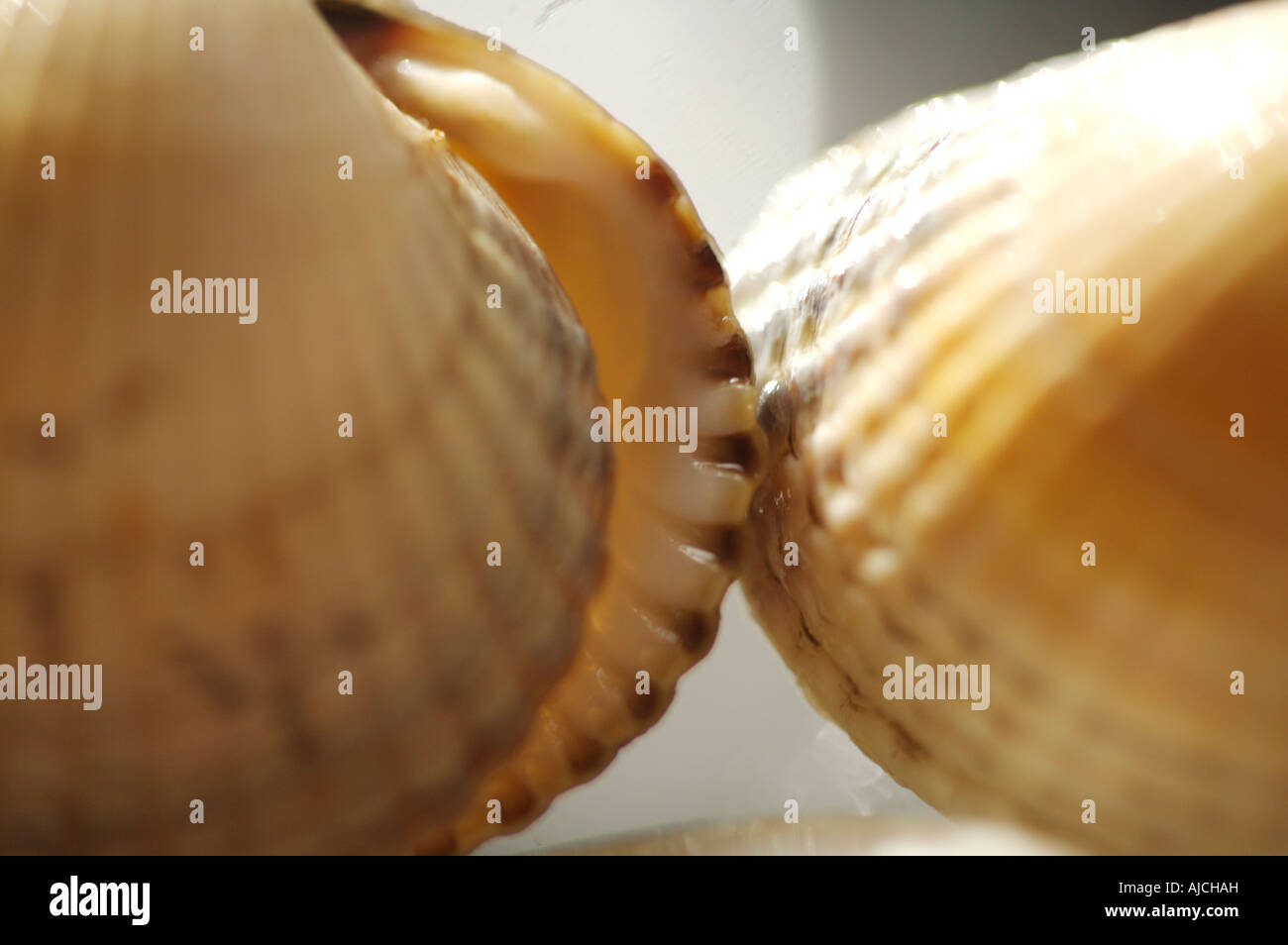 Conchiglie di mare con una profondità di campo ridotta Foto Stock