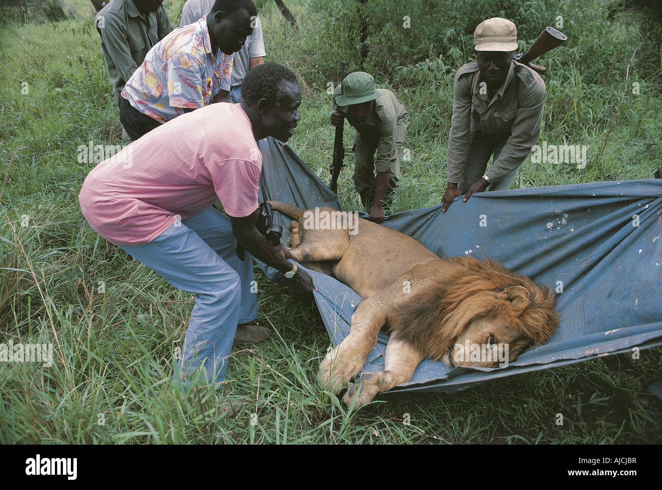 Lion avvelenato con erbicida trasportato prima di ricevere cure mediche Queen Elizabeth National Park in Uganda Foto Stock