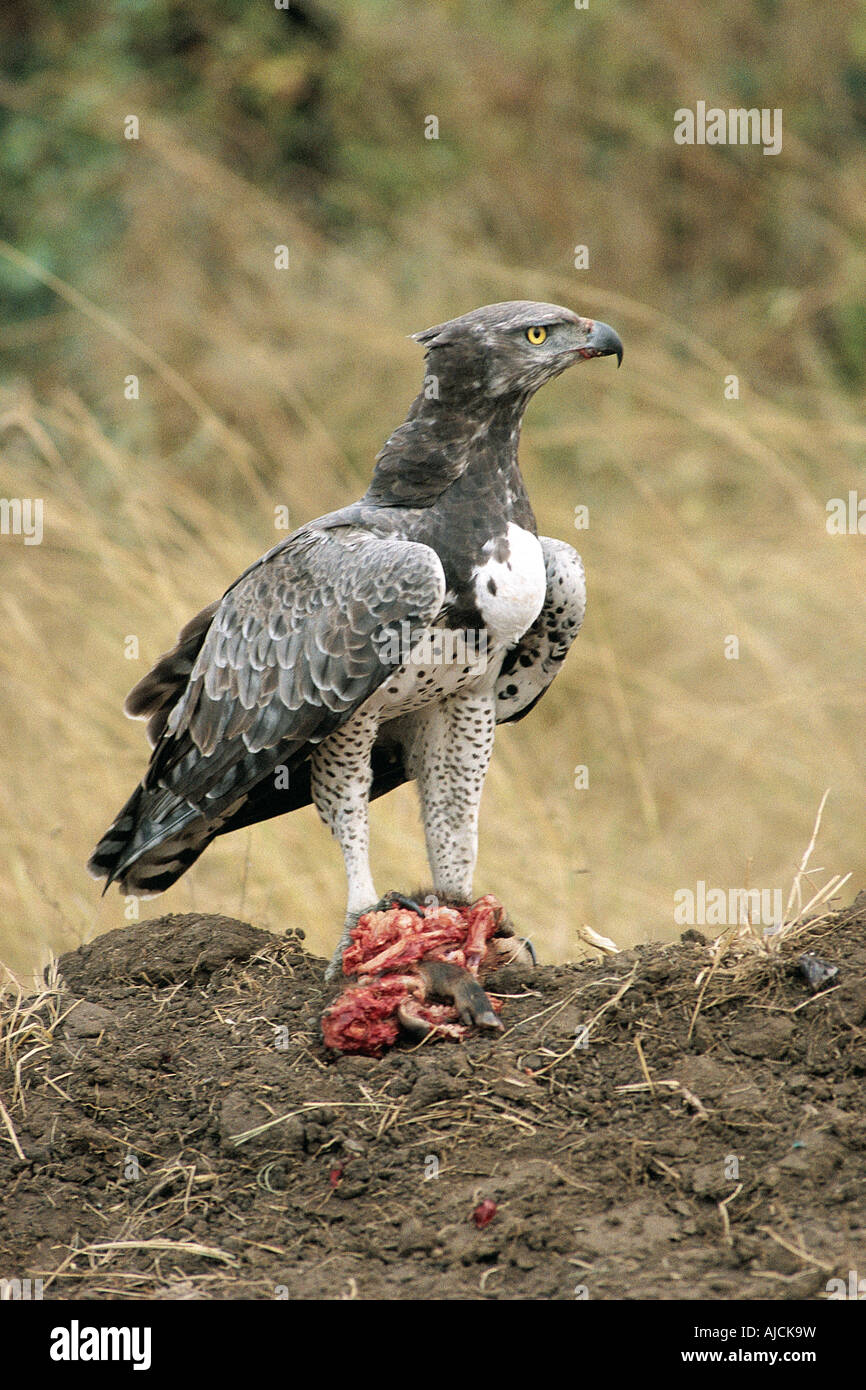Aquila marziale con kill nel Parco Nazionale Queen Elizabeth Uganda Africa orientale Foto Stock