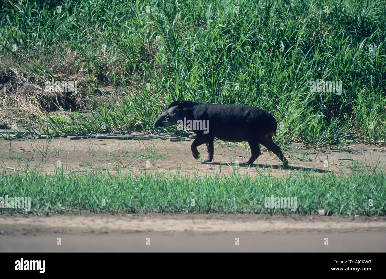 Brasiliano, il tapiro (Tapirus terrestris) Tambopata Riserva, WILD, a sud-est del Perù Foto Stock