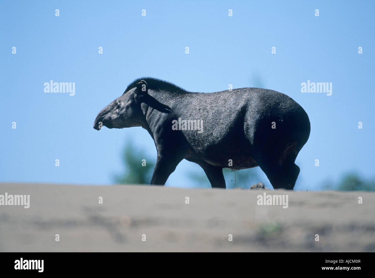 Brasiliano, il tapiro (Tapirus terrestris) Tambopata Riserva, WILD, a sud-est del Perù Foto Stock