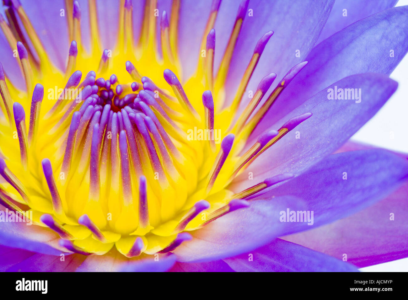 Nymphaea caerulea. Ninfea tropicale contro uno sfondo bianco Foto Stock