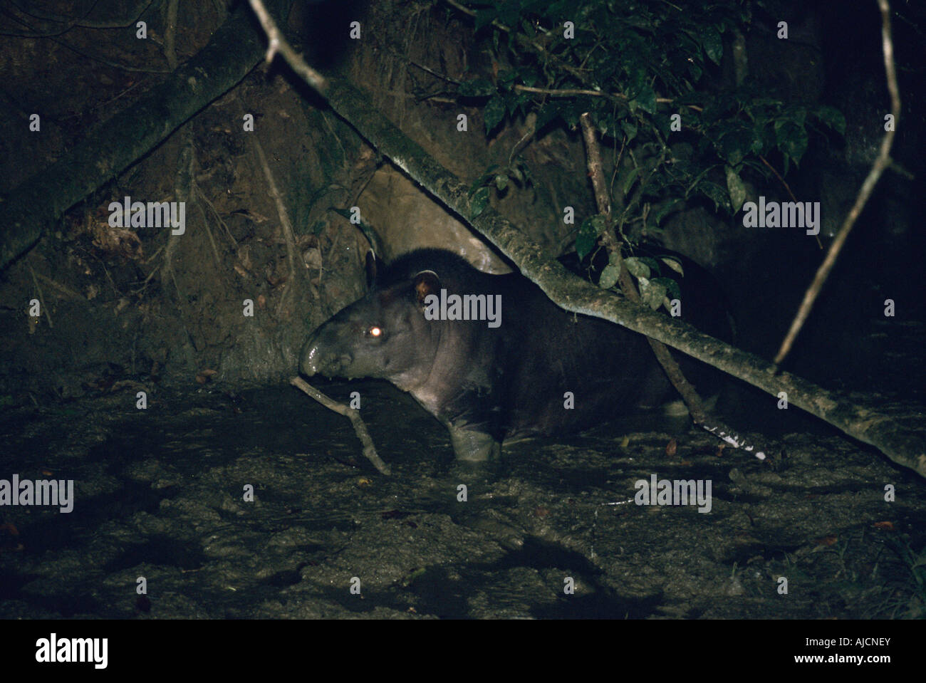 Brasiliano, il tapiro (Tapirus terrestris) a leccare il minerale di notte, il Parco Nazionale del Manu SE Perù Foto Stock