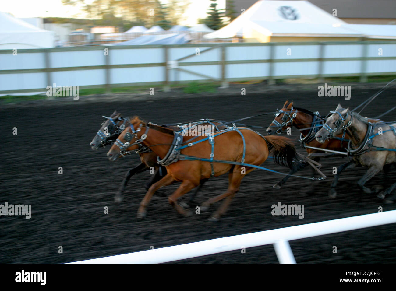 CHUCK CARRI Rodeo, Alberta, Canada, Chuck wagon racing, Foto Stock