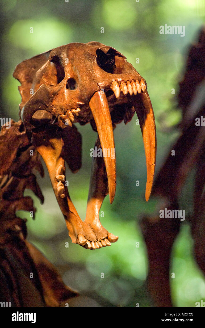 Saber dente tigre dentata dello scheletro cranio George C la pagina di Storia Naturale Il museo di scoperta di Rancho La Brea Tar Pits Los Angeles Foto Stock