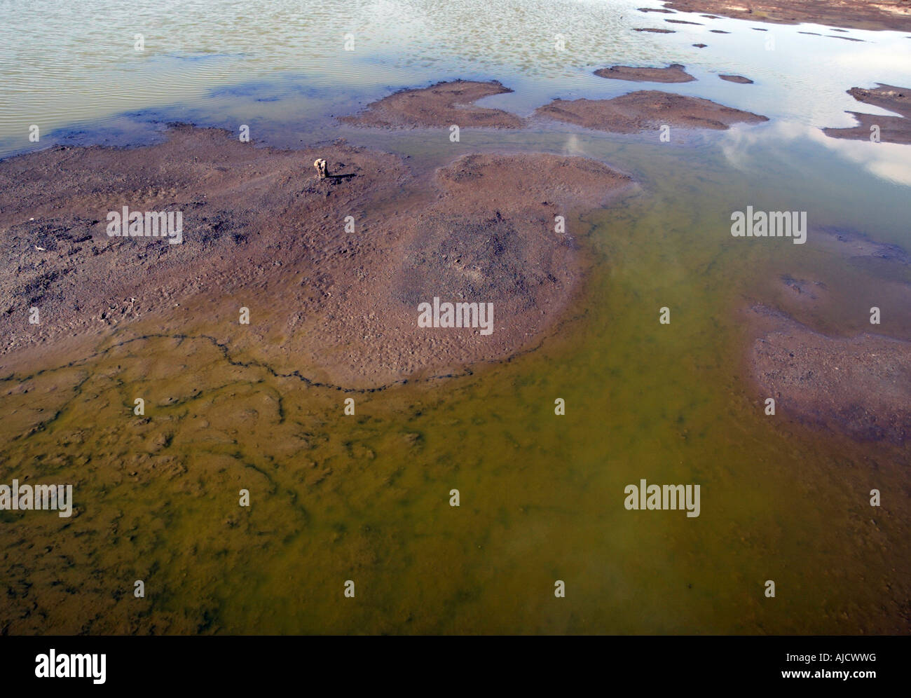 Acqua palustre a Don Edwards National Wildlife Refuge Foto Stock